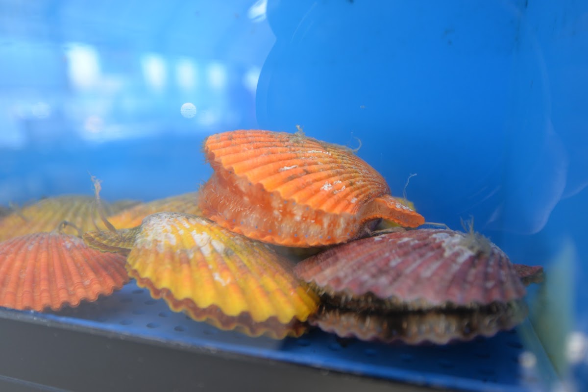 Kagami Oyster House Photos 2